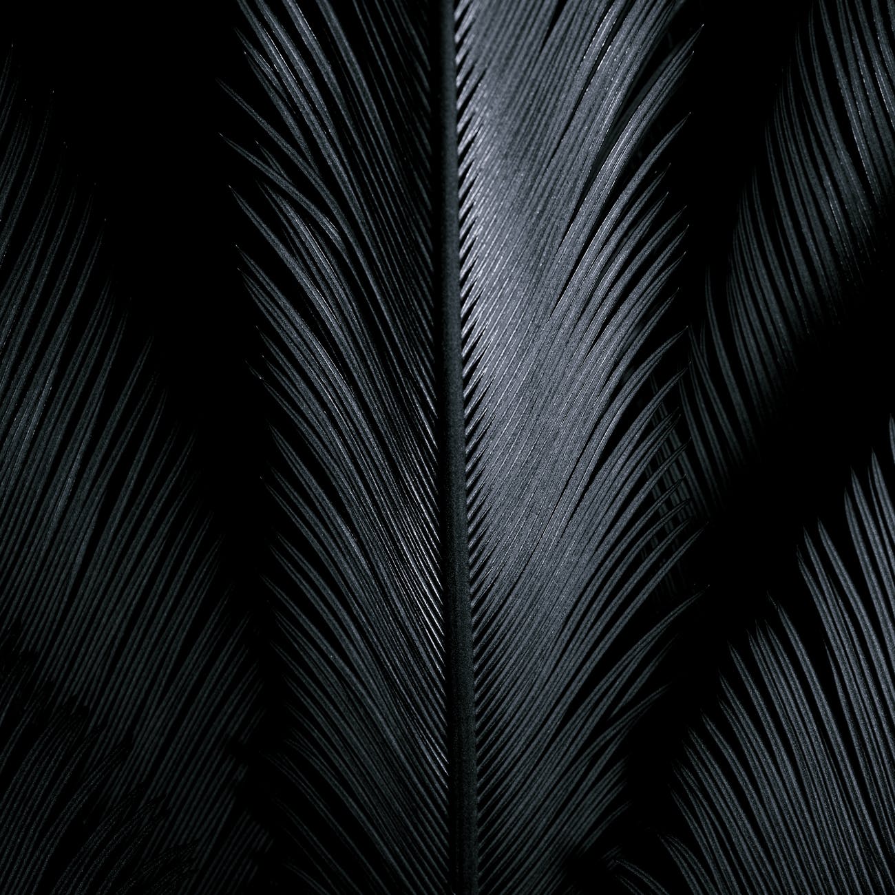 gray shiny feathers on black background